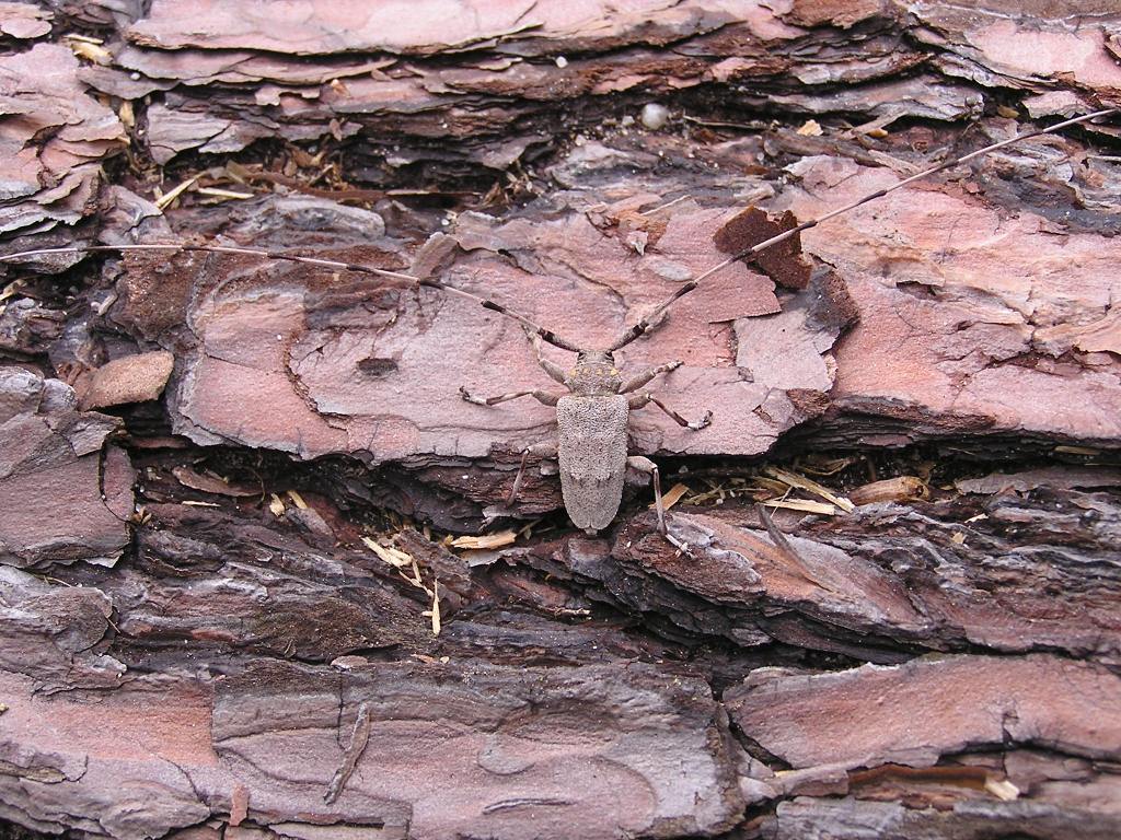 Acanthocinus aedilis (Linnaeus, 1758)