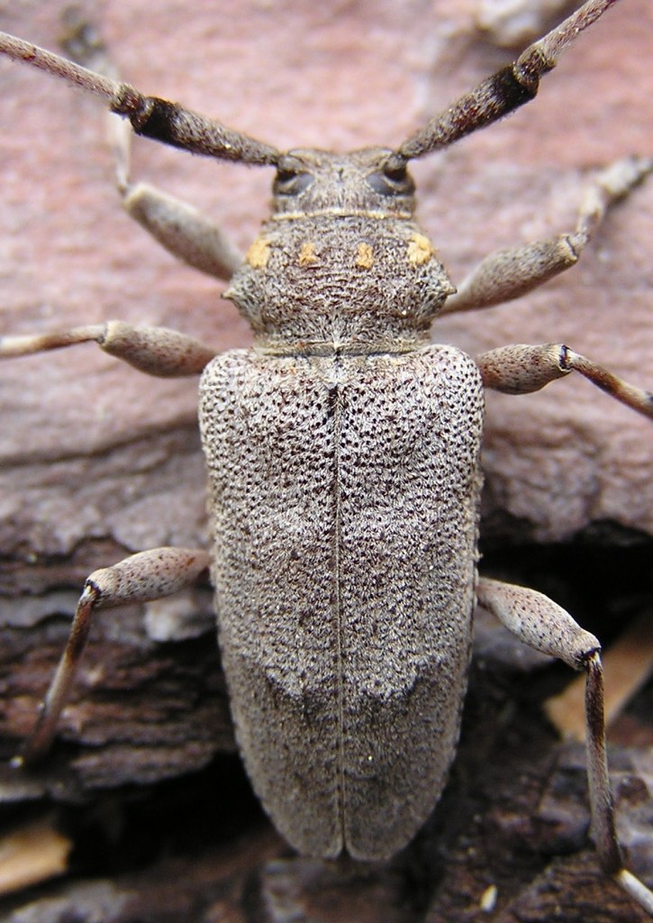 Acanthocinus aedilis (Linnaeus, 1758)