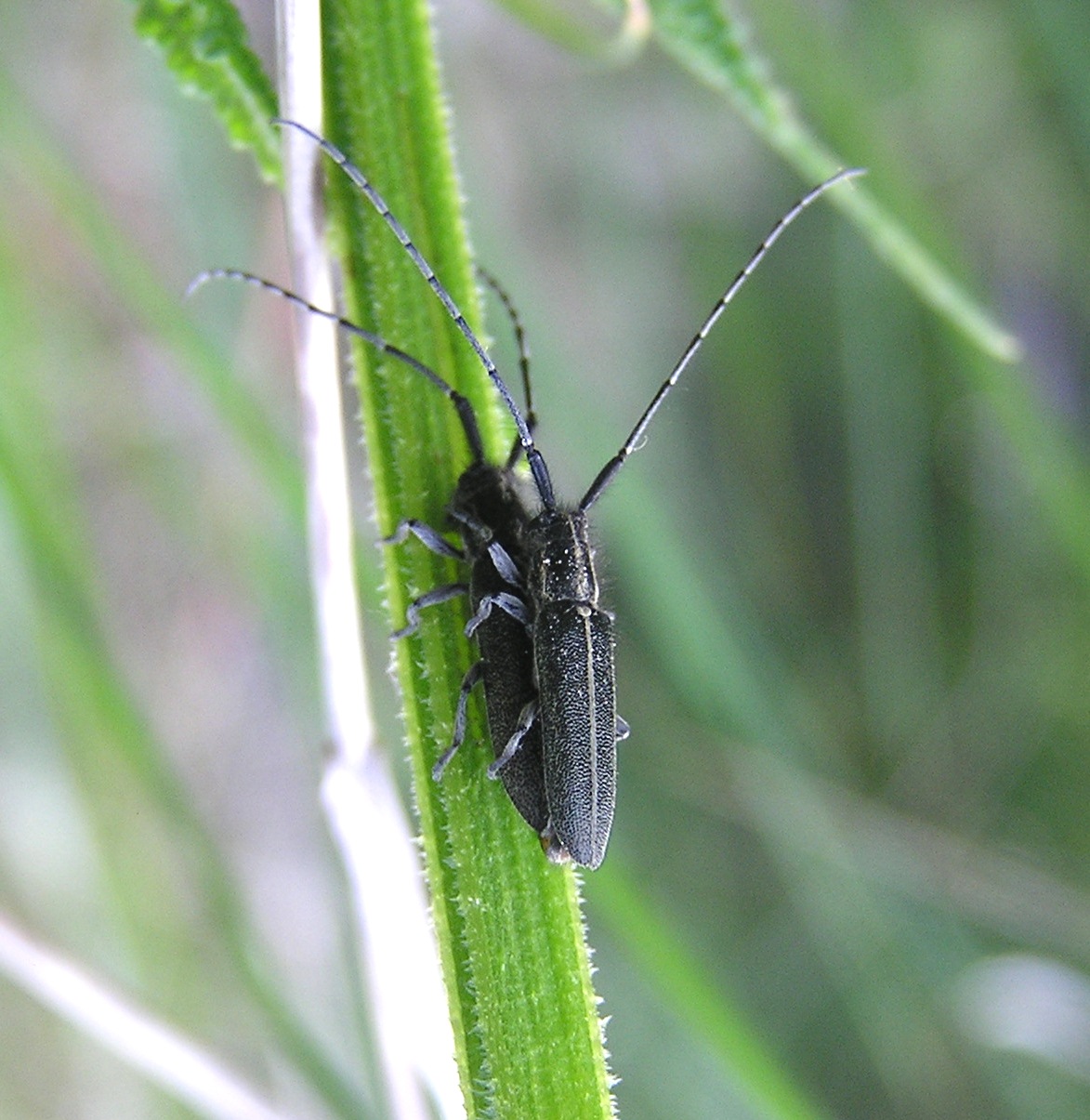 Agapanthia cardui (Linnaeus, 1767) 