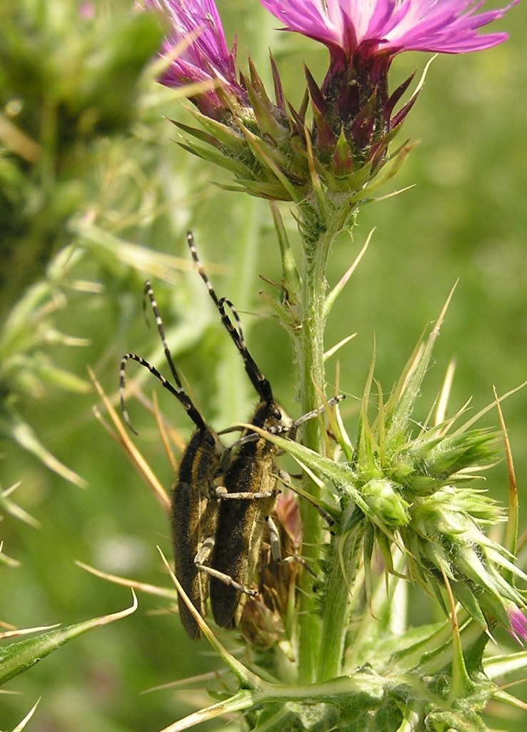 Agapanthia cynarae (Germar, 1817)