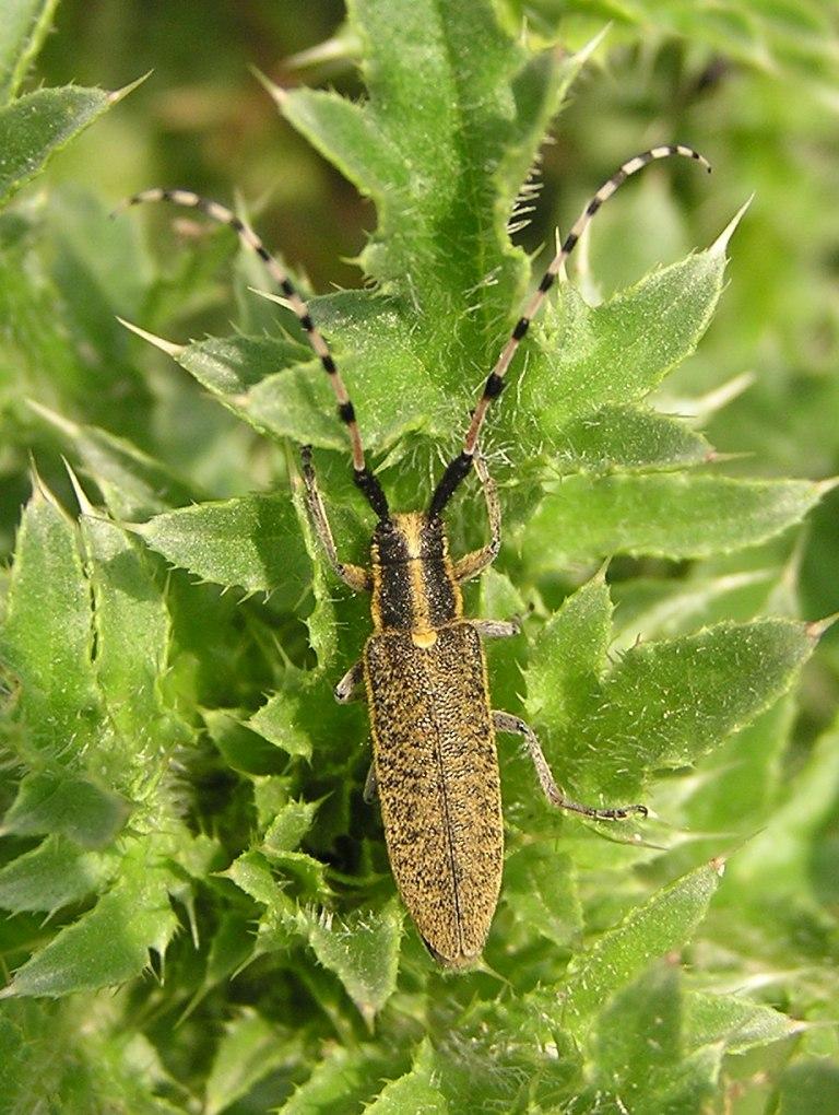 Agapanthia dahli (Richter, 1821)