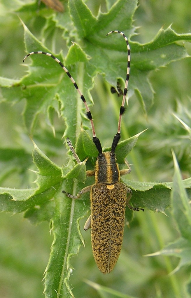 Agapanthia dahli (Richter, 1821)