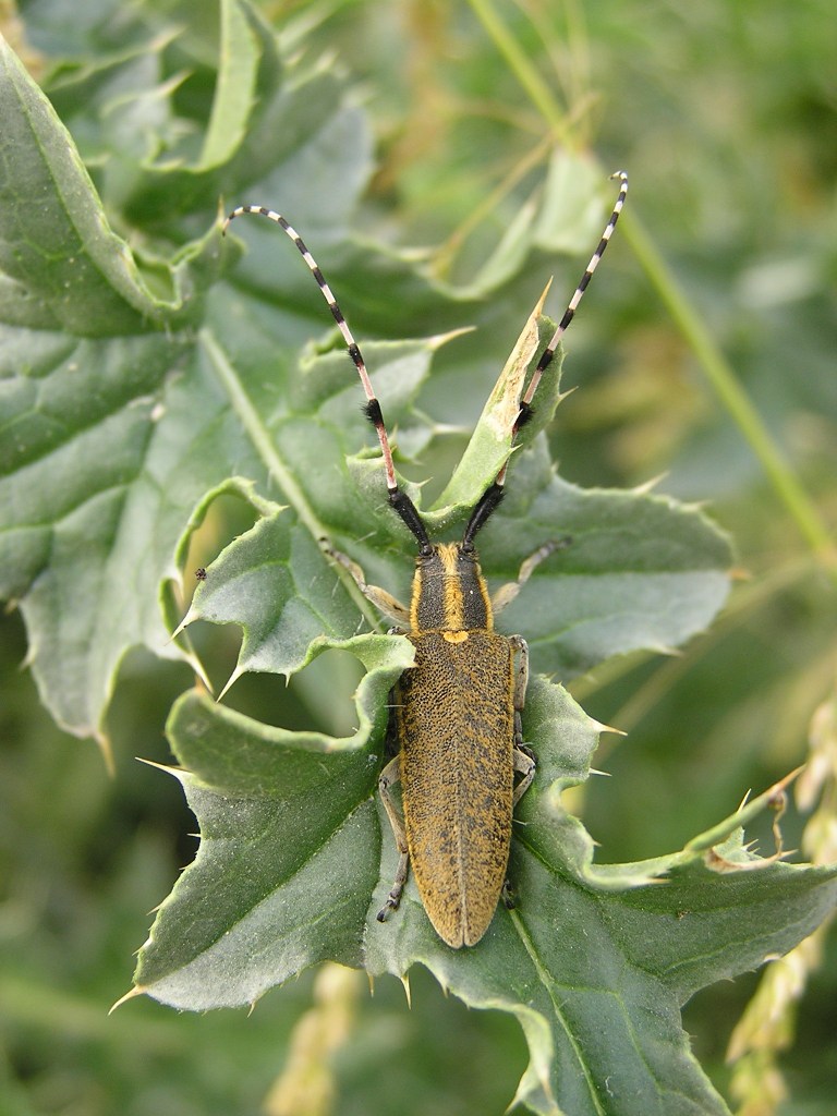 Agapanthia dahli (Richter, 1821)