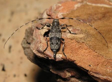 Acanthocinus griseus (Fabricius, 1792)