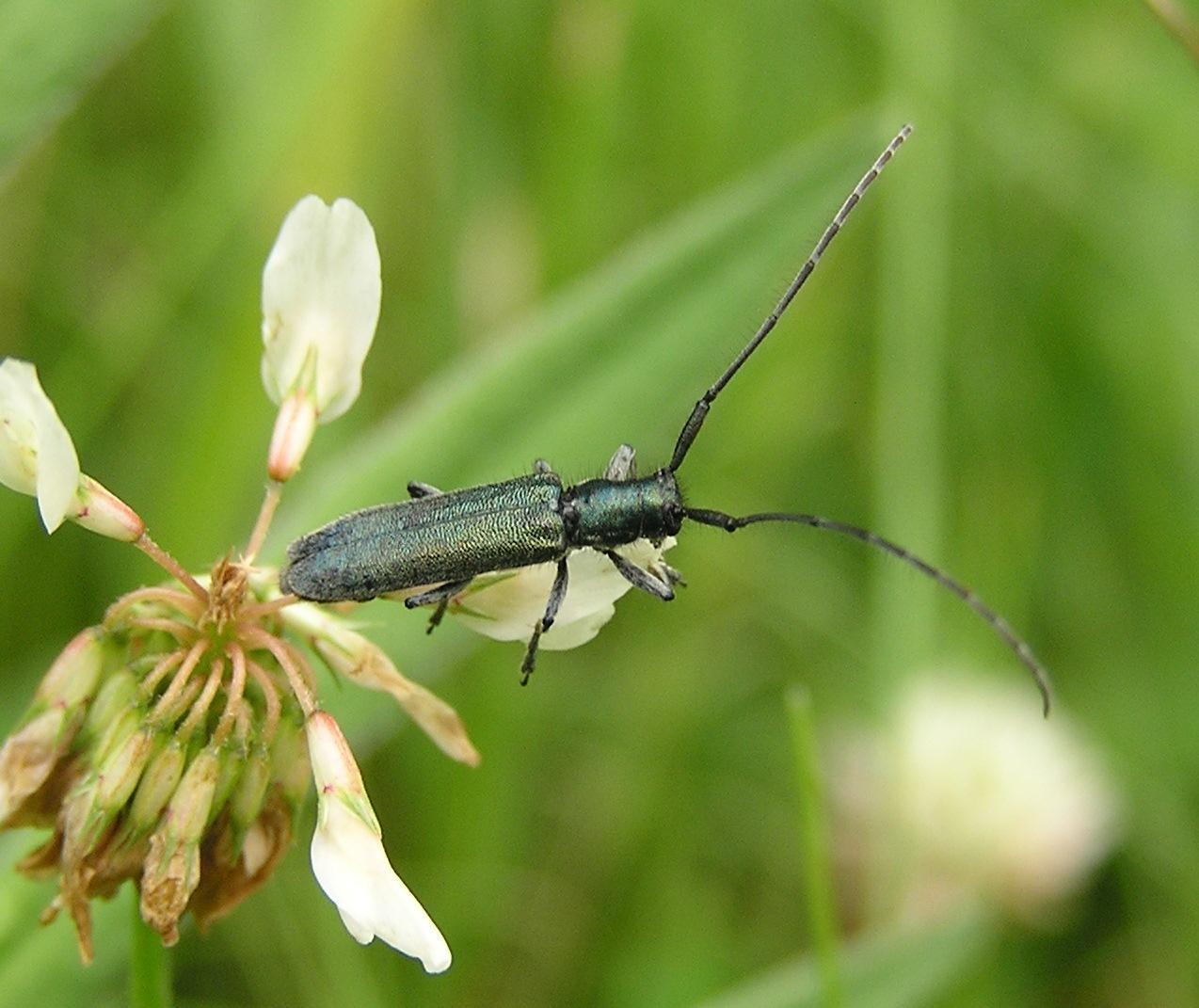 Agapanthia intermedia (Ganglbauer, 1884)