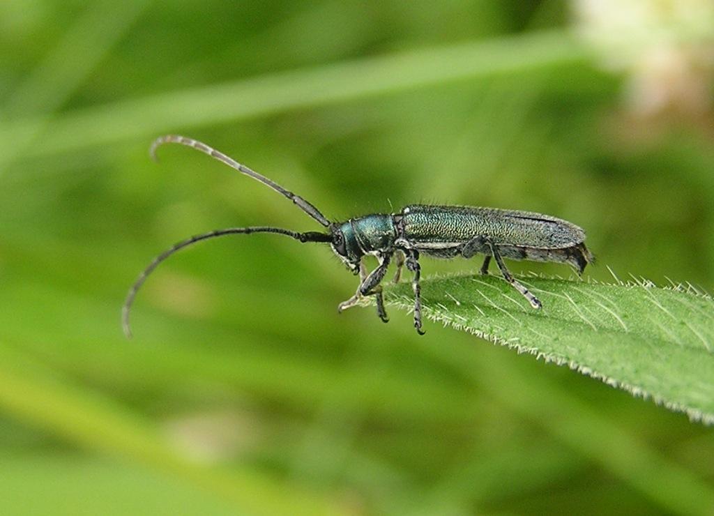 Agapanthia intermedia (Ganglbauer, 1884)