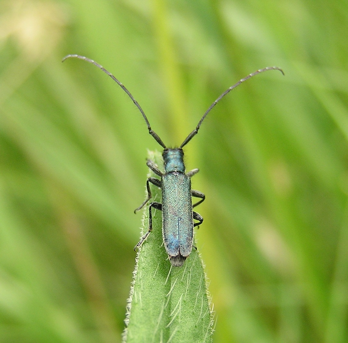 Agapanthia intermedia (Ganglbauer, 1884)