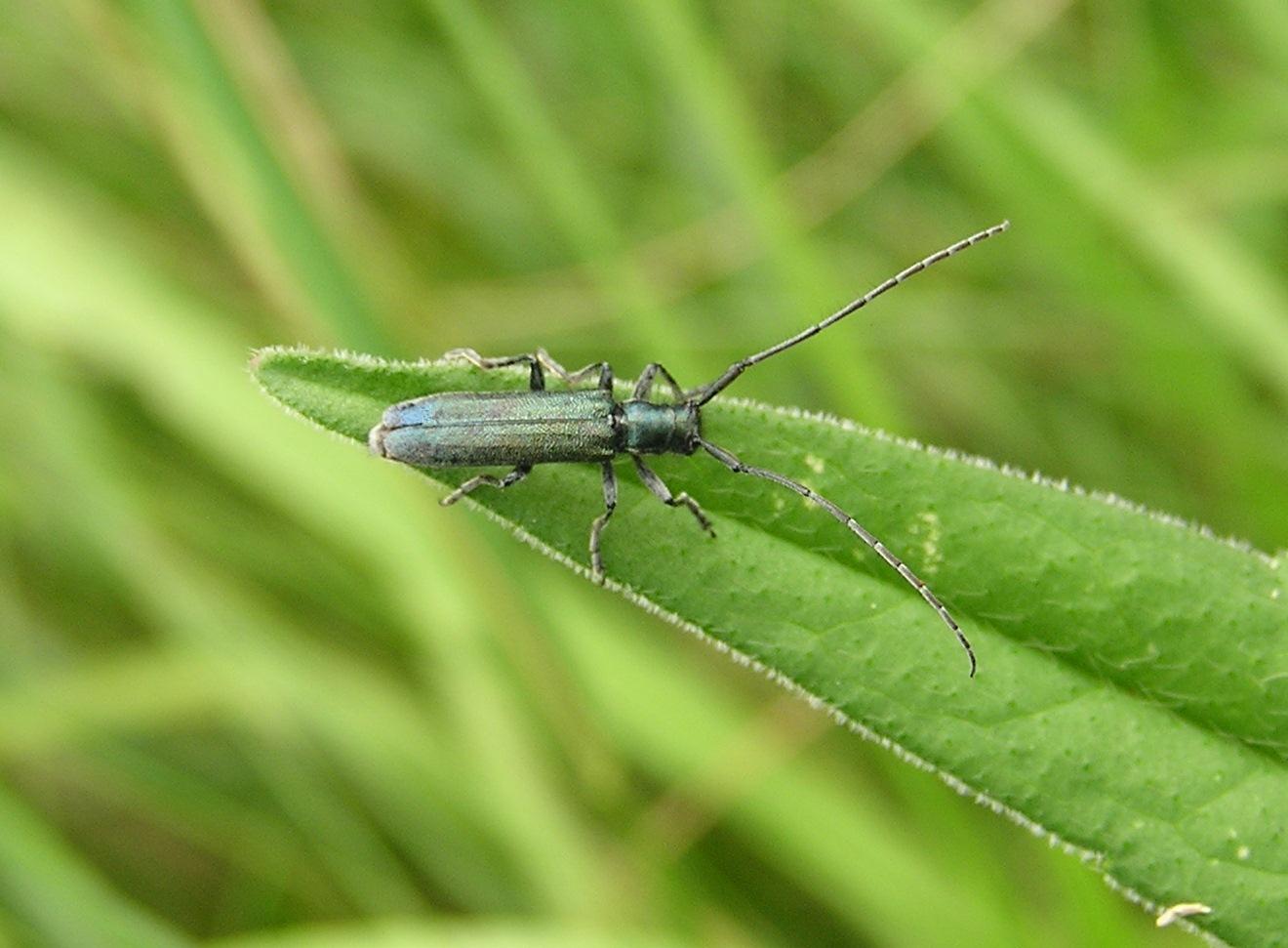 Agapanthia intermedia (Ganglbauer, 1884)