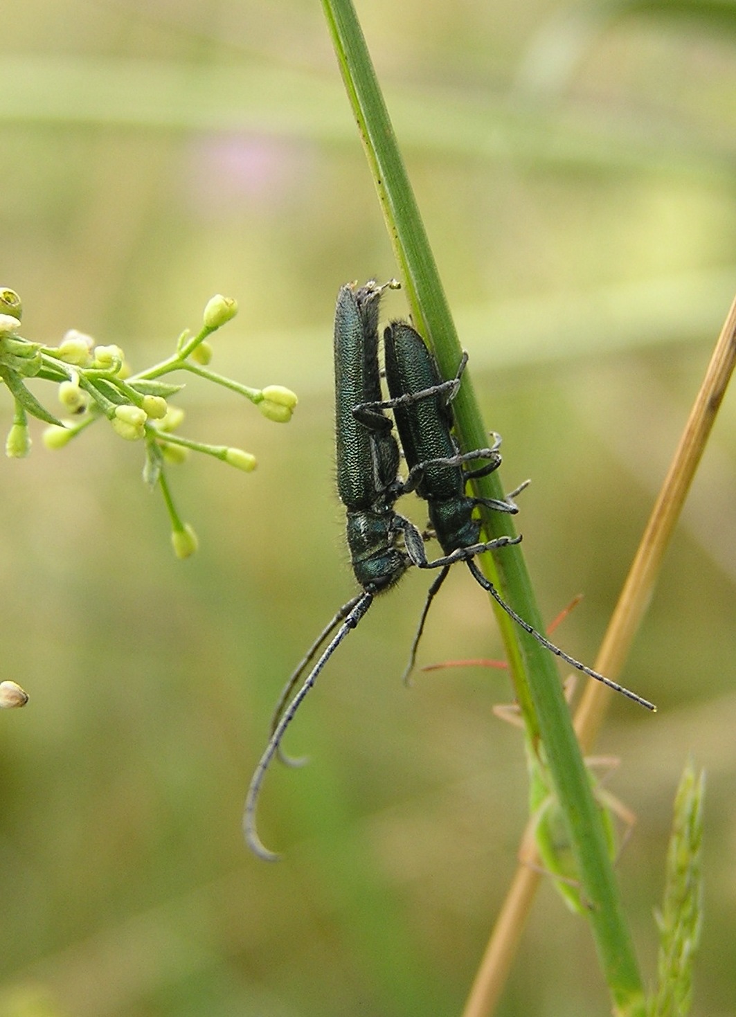 Agapanthia intermedia (Ganglbauer, 1884)