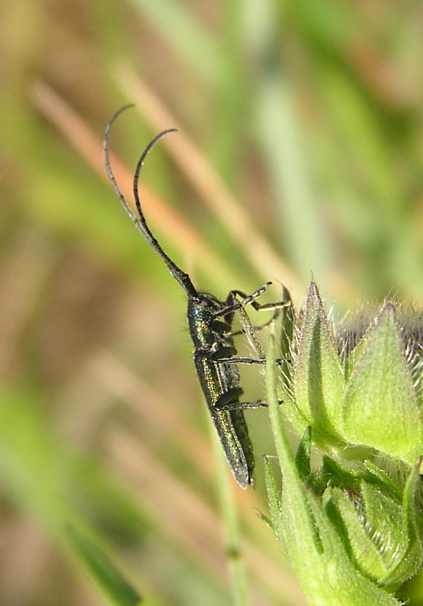 Agapanthia intermedia (Ganglbauer, 1884)