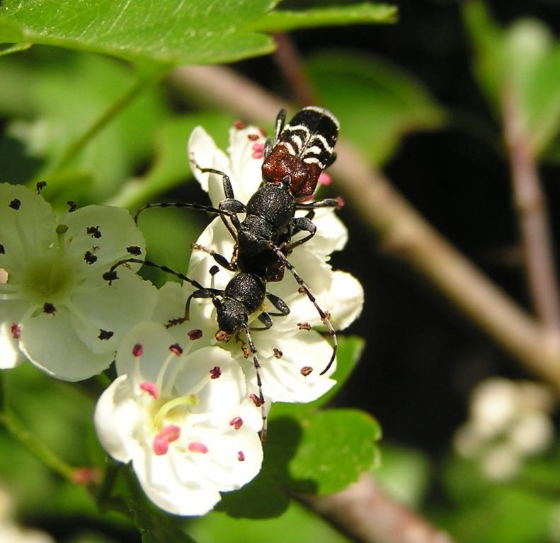 Anaglyptus mysticus (Linnaeus, 1758)