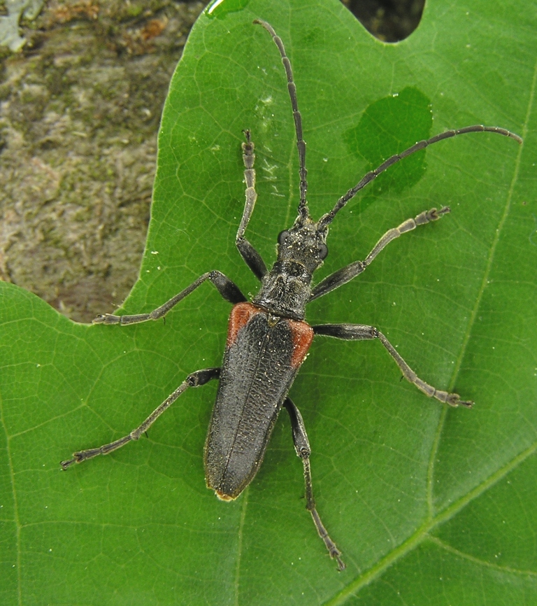 Anisorus quercus (Gtz, 1783)