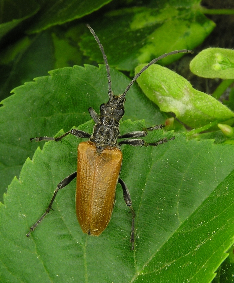 Anisorus quercus (Gtz, 1783)