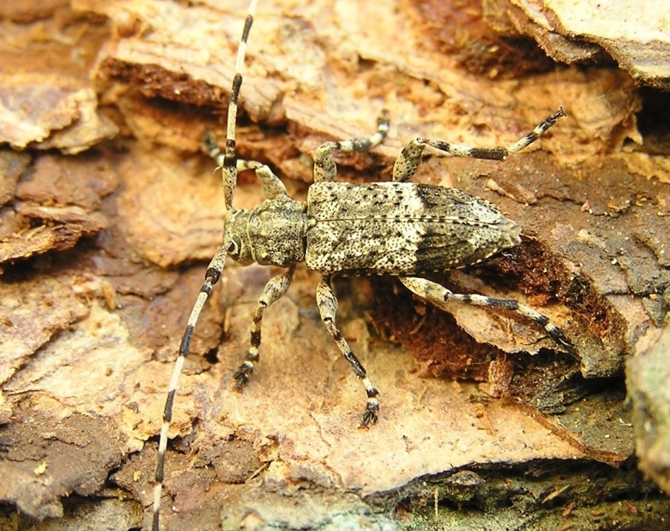 Acanthocinus reticulatus (Razoumowsky, 1789)