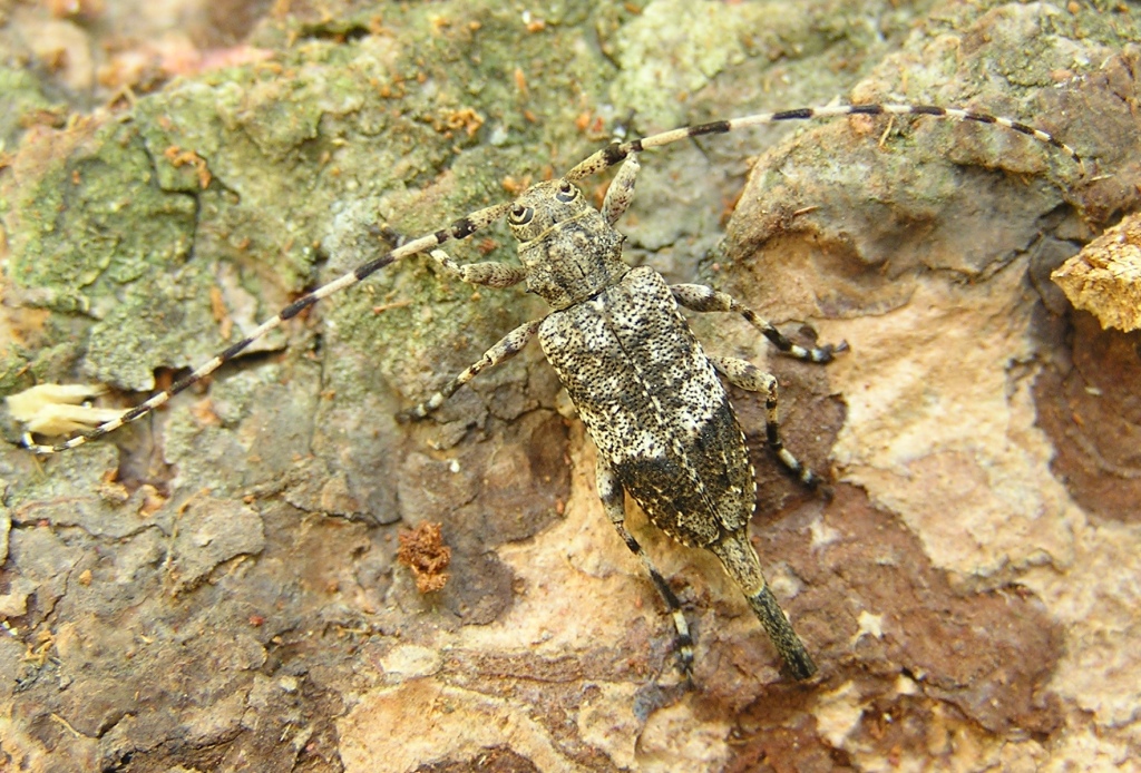 Acanthocinus reticulatus (Razoumowsky, 1789)