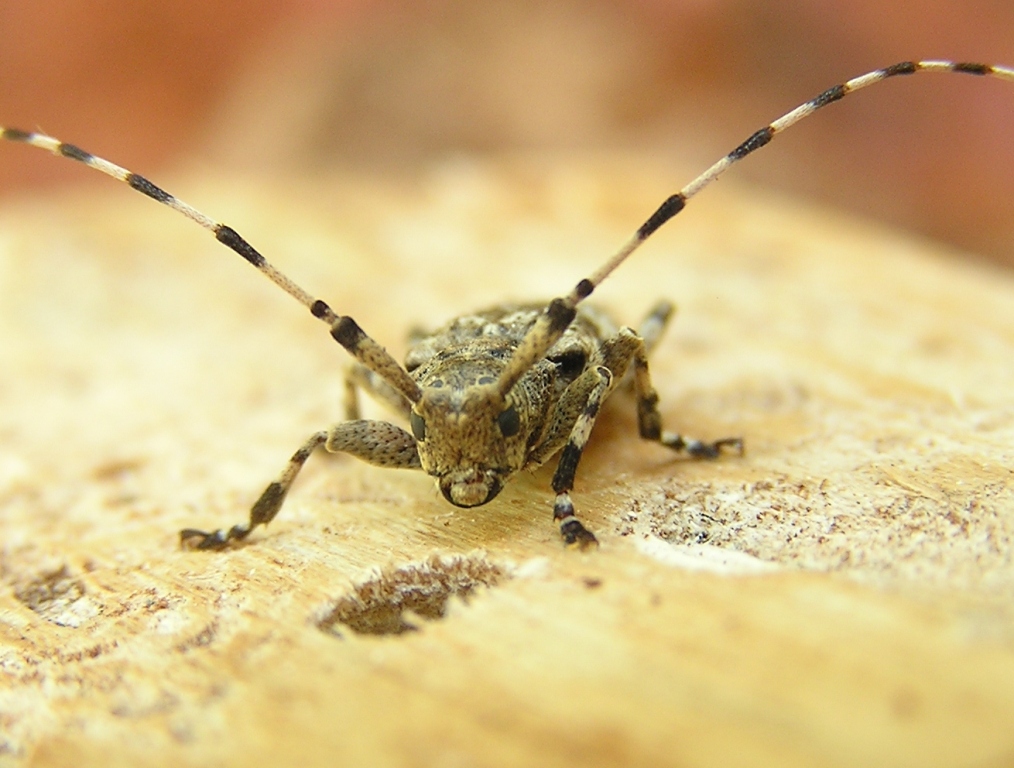 Acanthocinus reticulatus (Razoumowsky, 1789)