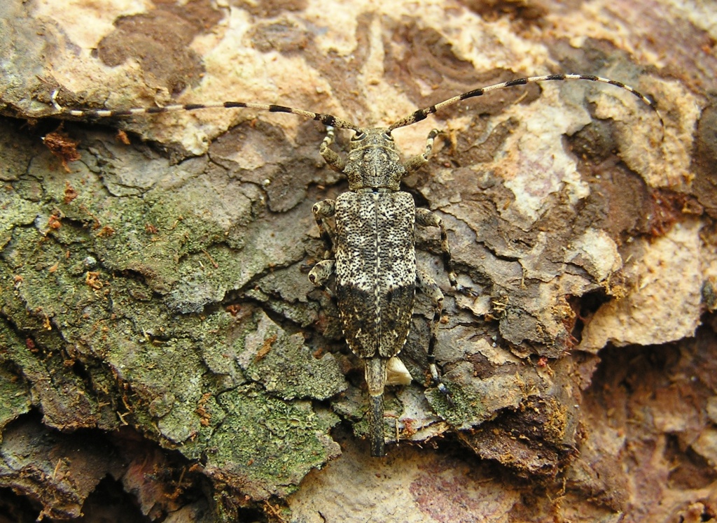 Acanthocinus reticulatus (Razoumowsky, 1789)