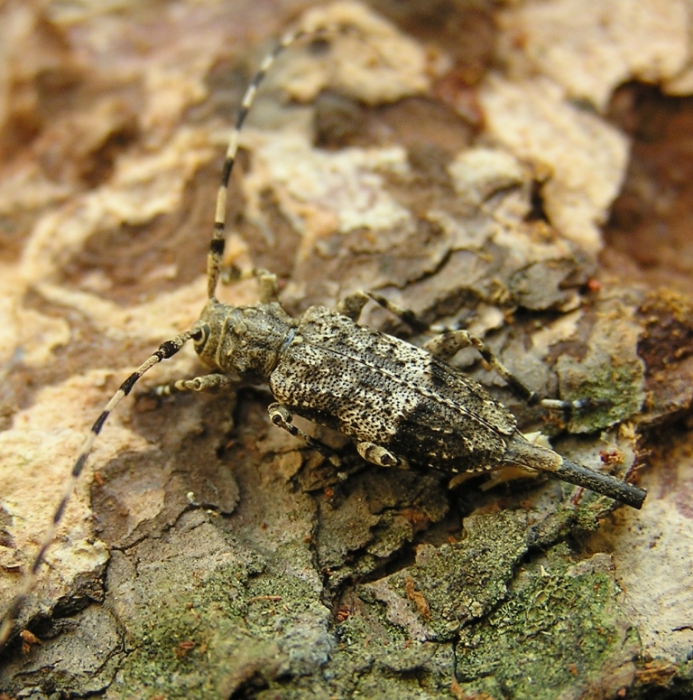 Acanthocinus reticulatus (Razoumowsky, 1789)