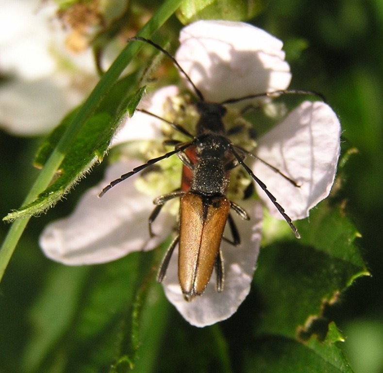 Anastrangalia reyi (Heyden, 1889)