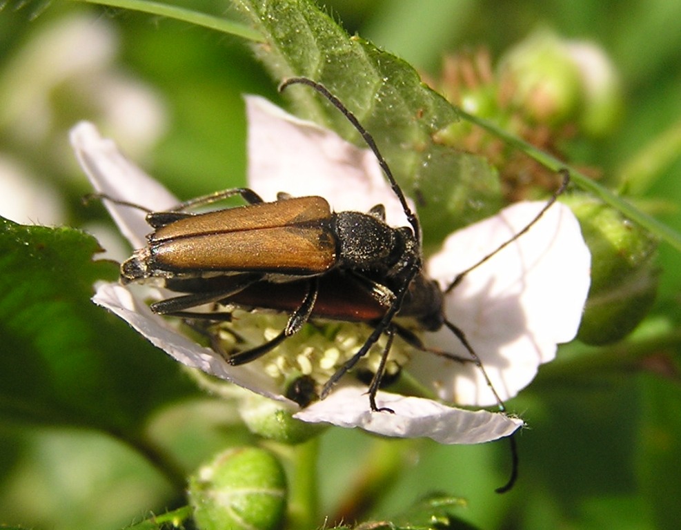 Anastrangalia reyi (Heyden, 1889)