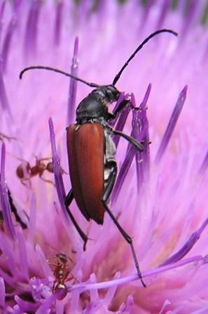 Anastrangalia sanguinolenta (Linnaeus, 1761)