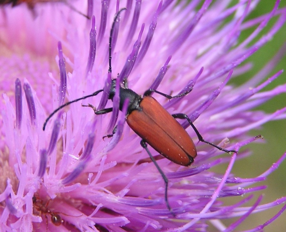 Anastrangalia sanguinolenta (Linnaeus, 1761)