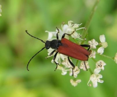 Anastrangalia sanguinolenta (Linnaeus, 1761)