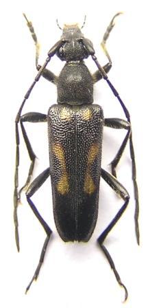 Anoplodera sexguttata (Fabricius, 1775)