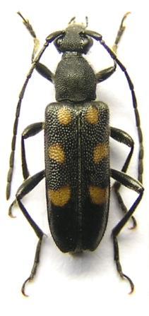 Anoplodera sexguttata (Fabricius, 1775)