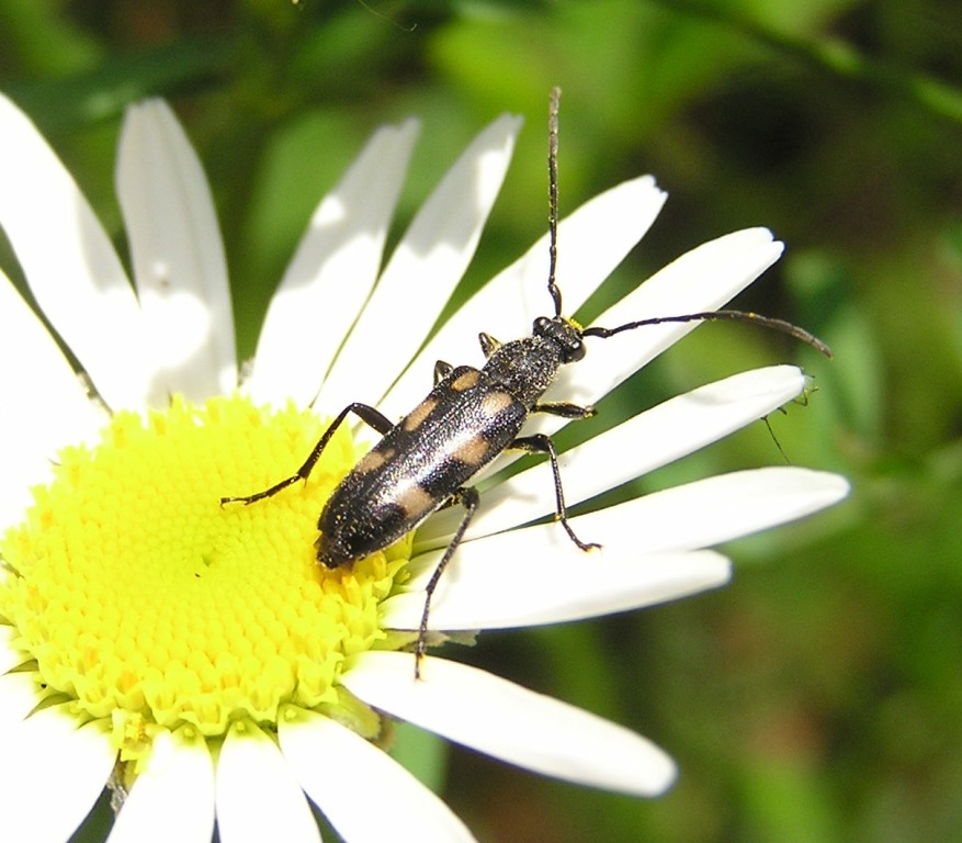 Anoplodera sexguttata (Fabricius, 1775)