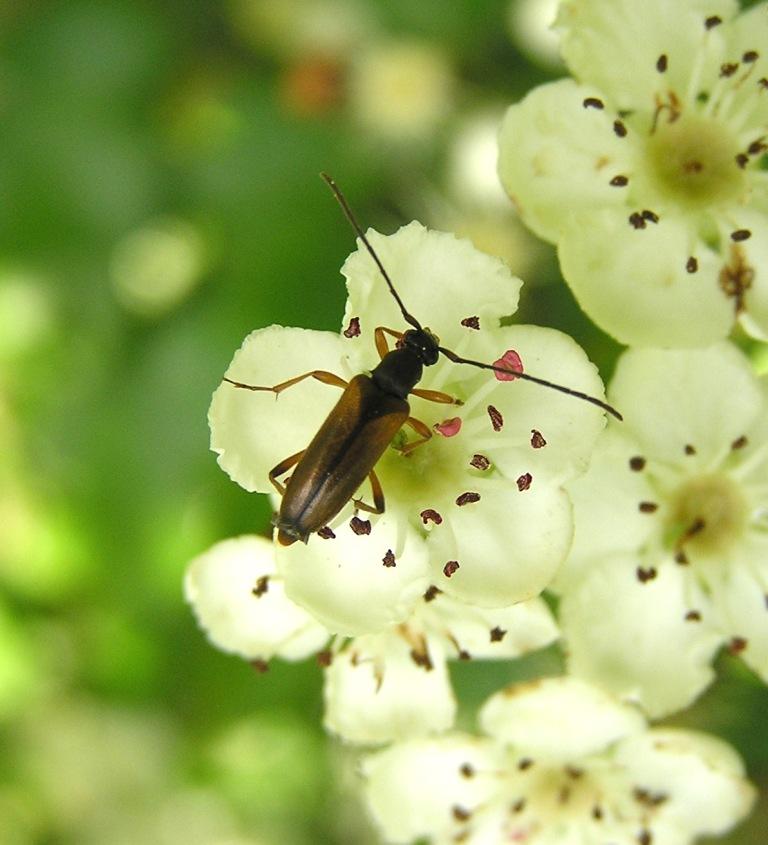 Alosterna tabacicolor (De Geer, 1775)