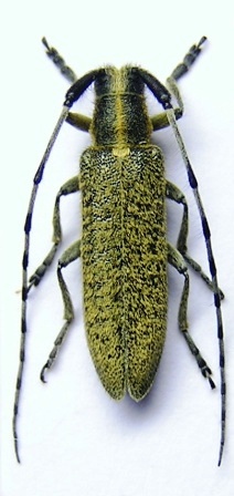 Agapanthia villosoviridescens (De Geer, 1775)