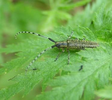 Agapanthia villosoviridescens (De Geer, 1775)