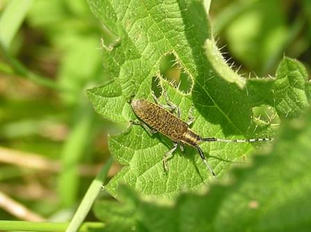 Agapanthia villosoviridescens (De Geer, 1775)