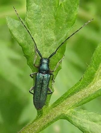 Agapanthia violacea (Fabricius, 1775)