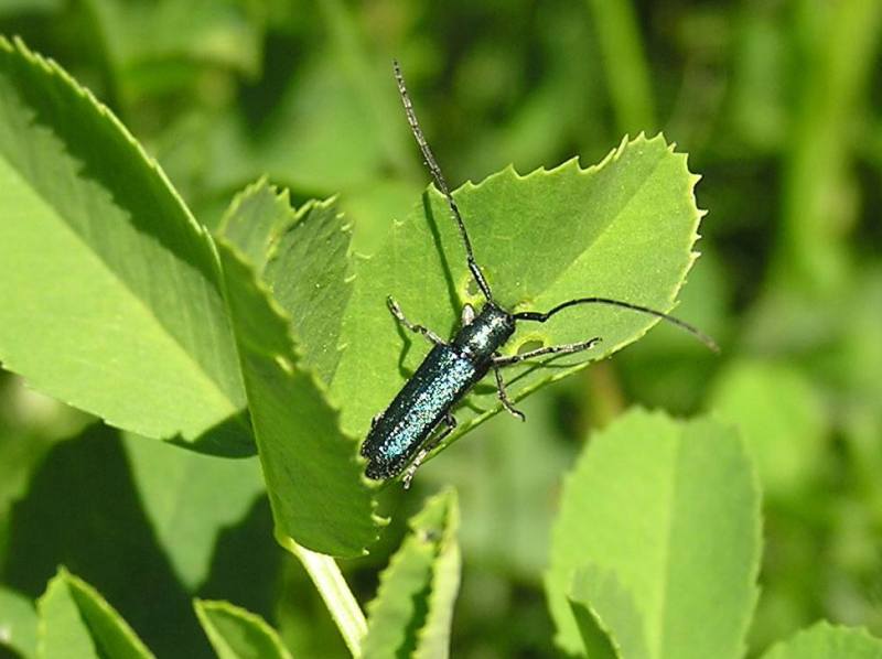 Agapanthia violacea (Fabricius, 1775)