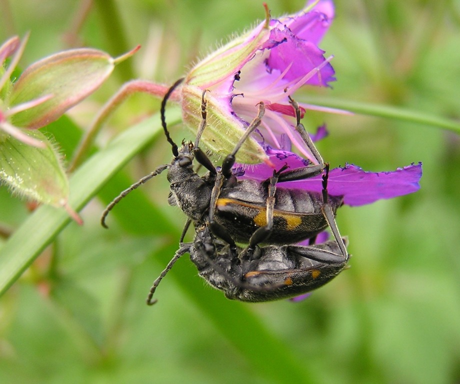 Brachyta interrogationis (Linnaeus, 1758)