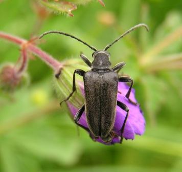 Brachyta interrogationis (Linnaeus, 1758)