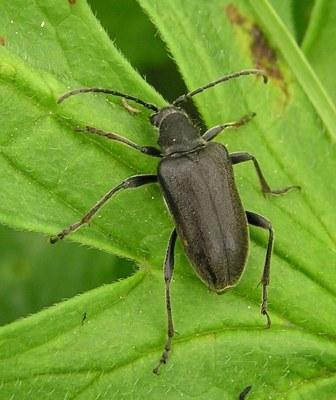 Brachyta interrogationis (Linnaeus, 1758)