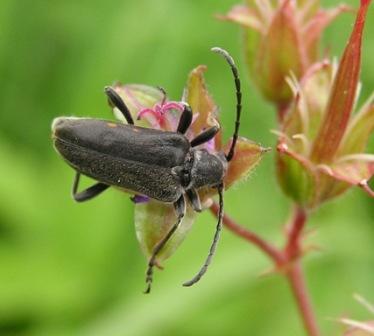 Brachyta interrogationis (Linnaeus, 1758)