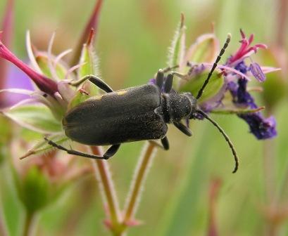 Brachyta interrogationis (Linnaeus, 1758)