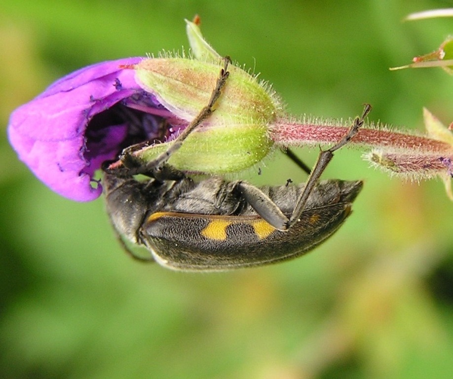 Brachyta interrogationis (Linnaeus, 1758)