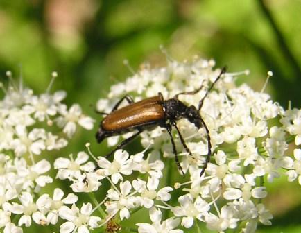 Stictoleptura maculicornis (De Geer, 1775)