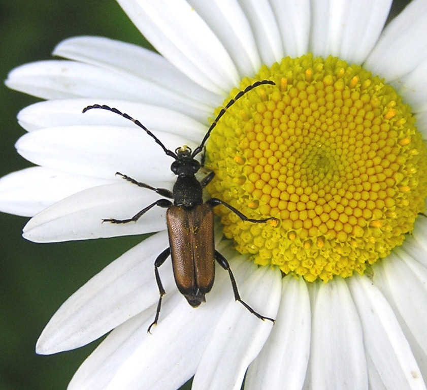 Stictoleptura maculicornis (De Geer, 1775)