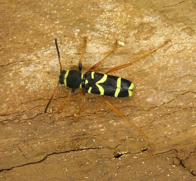 Clytus arietis (Linnaeus, 1758)