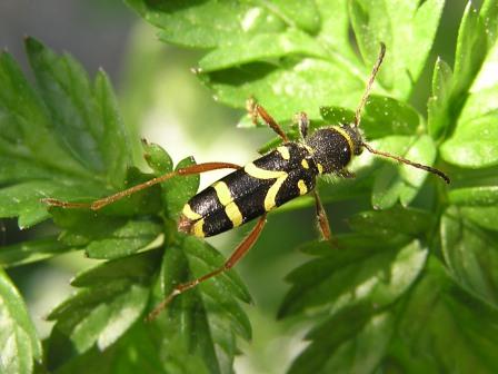 Clytus arietis (Linnaeus, 1758)