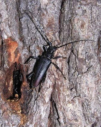 Cerambyx cerdo Linnaeus, 1758