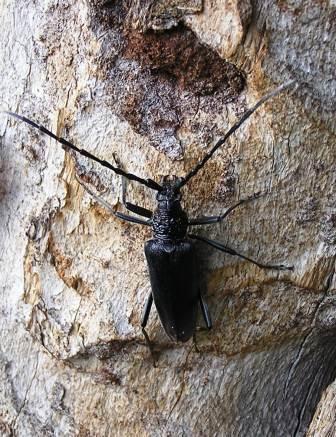 Cerambyx cerdo Linnaeus, 1758