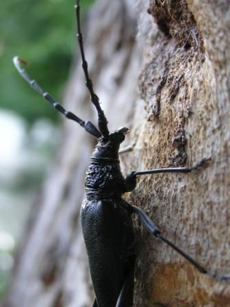 Cerambyx cerdo Linnaeus, 1758