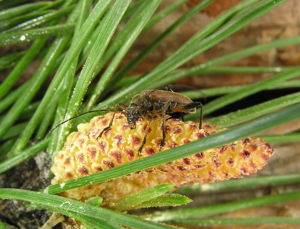 Cortodera femorata (Fabricius, 1787)